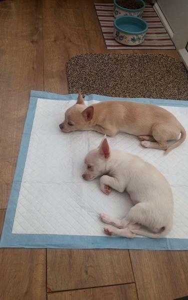 Two beautiful chihuahua puppies for sale