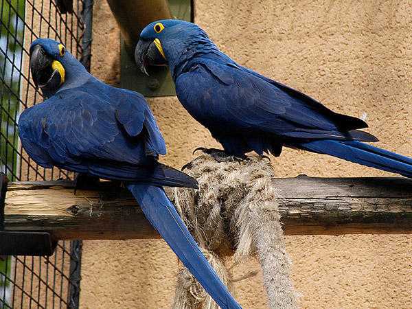 two beautiful, healthy, Hyacinth Macaws for sale