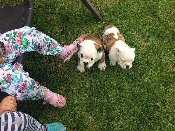 Two British bulldogs puppies British