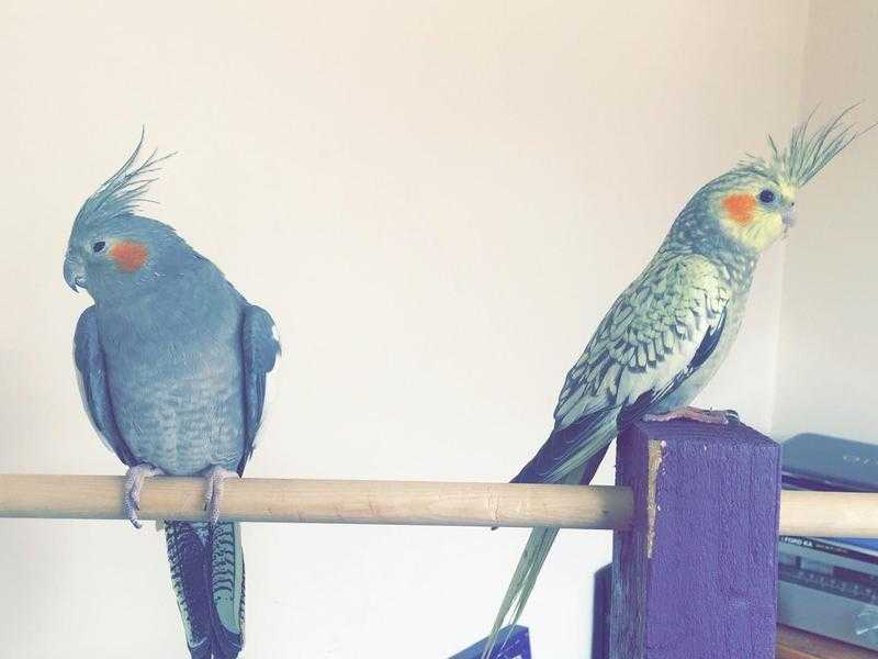 Two cockatiels.