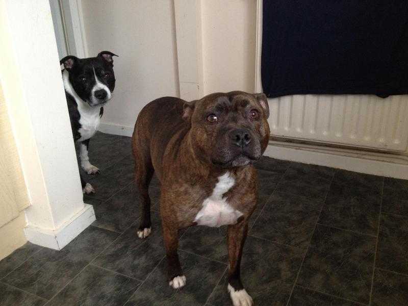 Two dogs free to good home