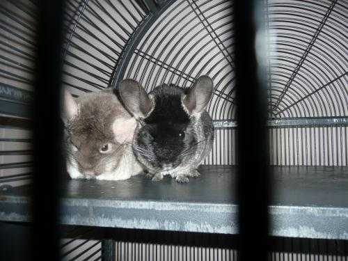 Two female chinchillas