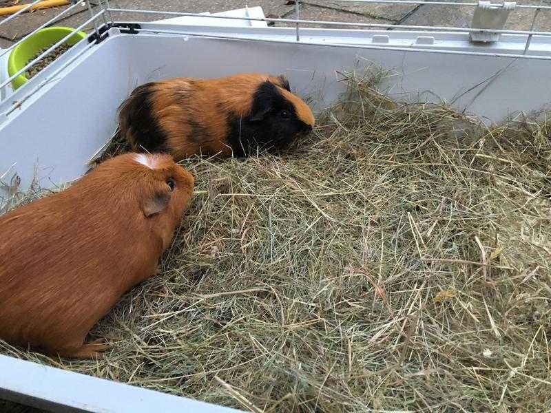 Two Female Guinea Pigs need a loving home