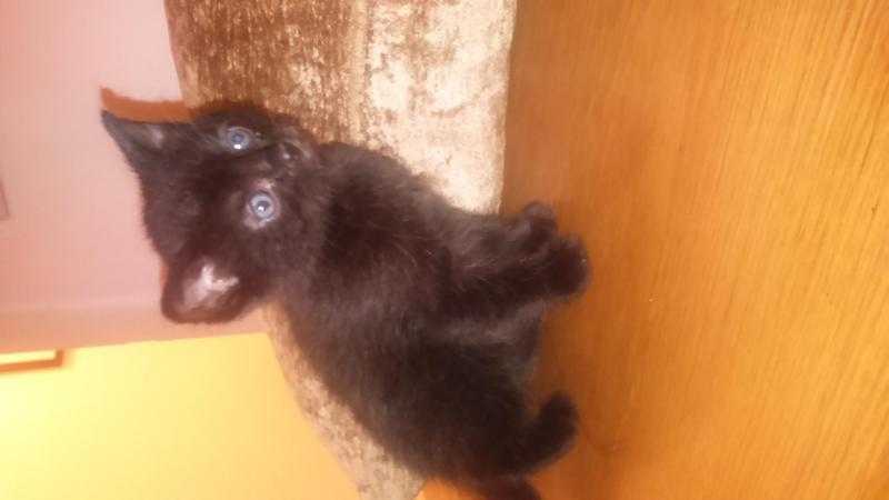 Two females half ragdoll kittens