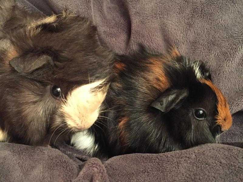 Two gorgeous baby boy Guinea pigs.