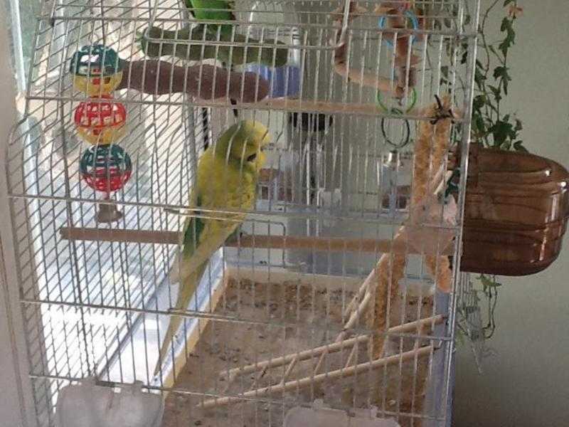 Two green male budgies with cage