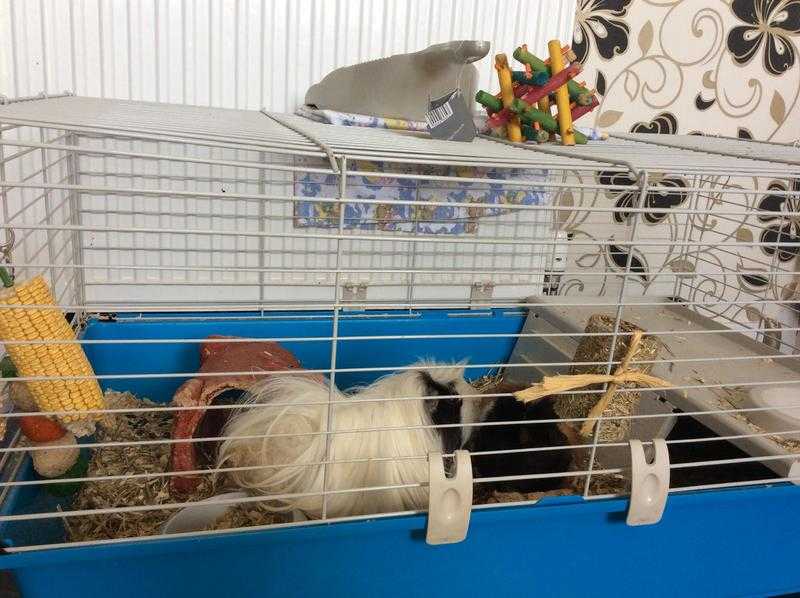 Two Guinea pigs ,cage, hay, and food for sale