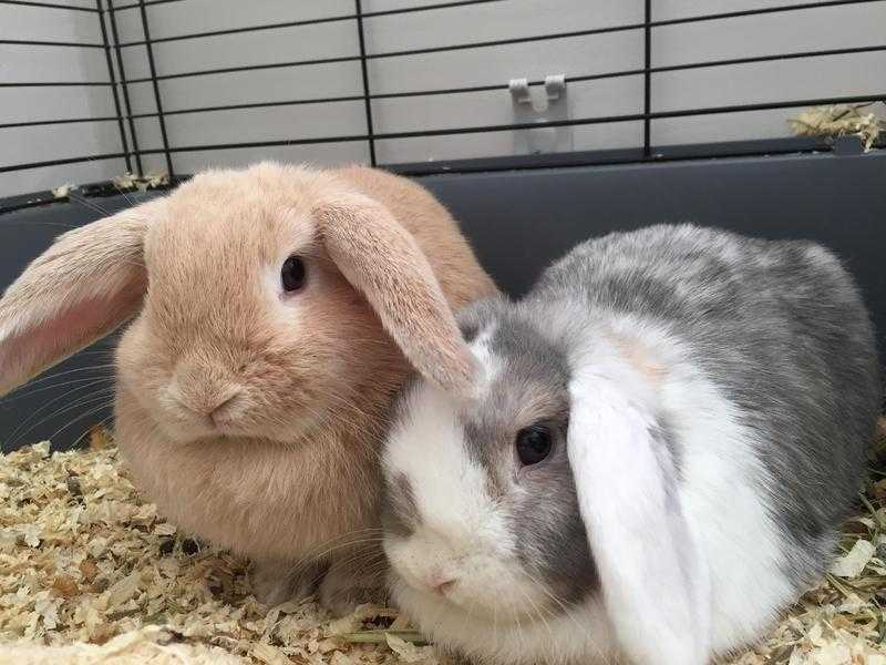 Two Junior Holland Lop Dwarf rabbits looking for good home