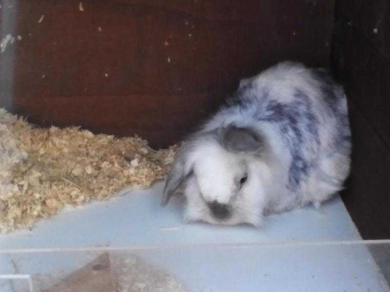 Two lionhead dwarf lops for rehoming