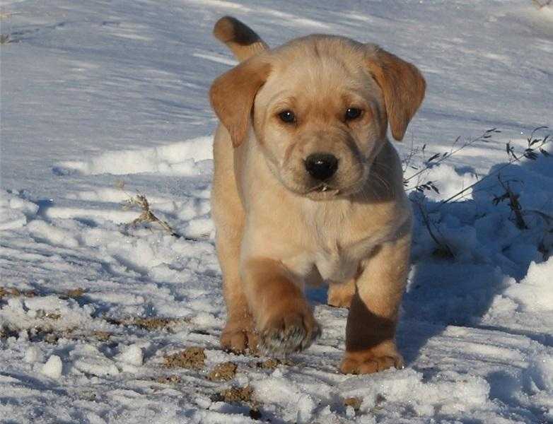 Two Lovely Labrador Retriever Puppies