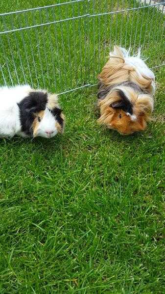 Two male cute and fluffy Guinea pigs,  cage and accessories