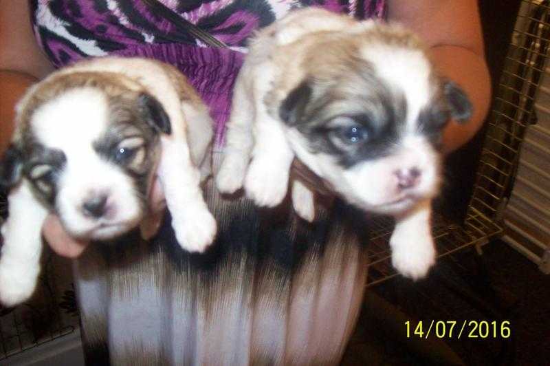 two malshi male puppies