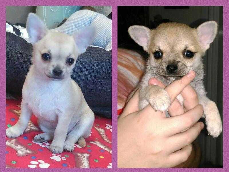 Two rare coloured Chihuahua puppies for sale