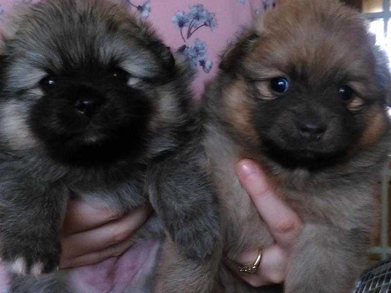 Two Rare Coloured Pomeranian Puppies for Sale