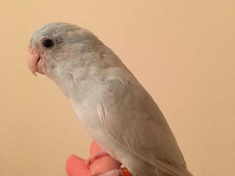 Two silly tame Parrotlets with big cage