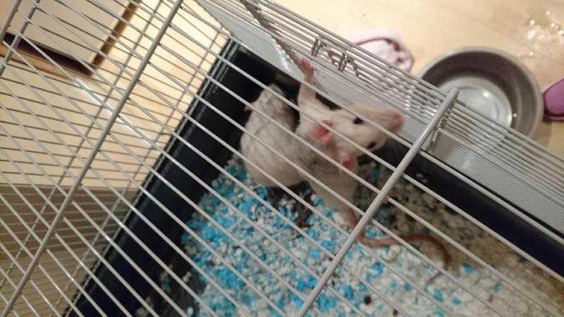 Two sister rats for sale