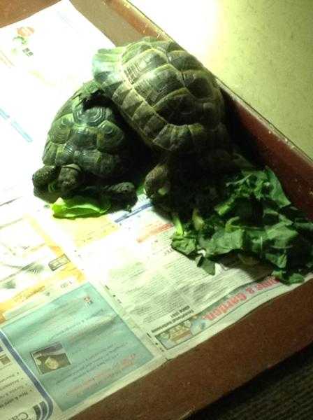 Two tortoises hatched 2008