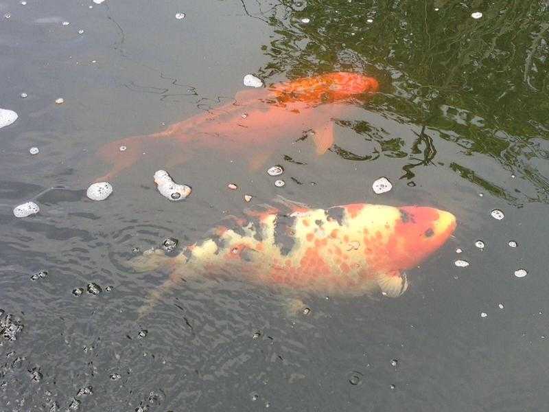 Two very large gorgeous Koi carp and complete filtration system for sale