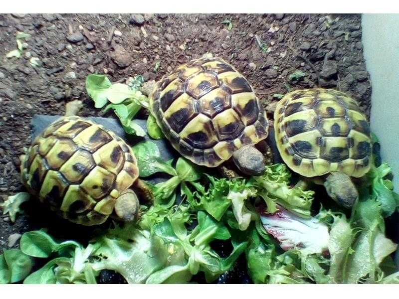 UK captive bred 2016 Hermann baby tortoises - hatched June-August 2016 (3 available)