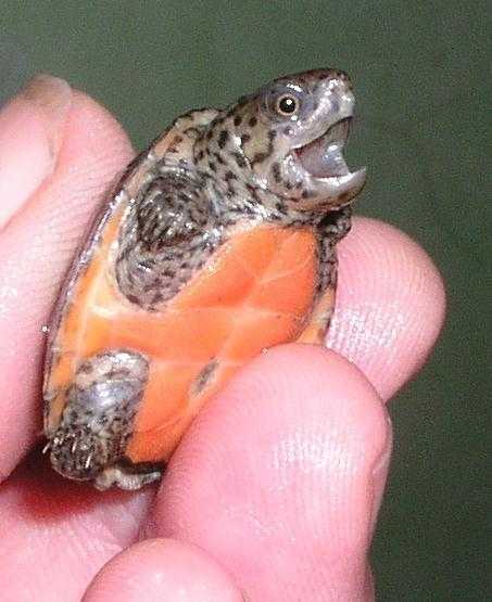 UK CB16 Loggerhead Musk turtle Hatchlings (Sternotherus minor )