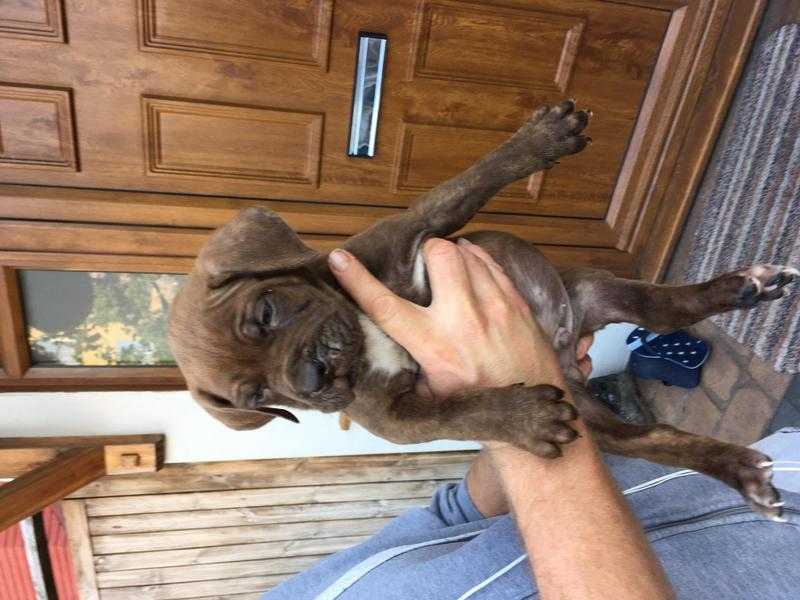 ULTIMATE MASTIFF PUPS FOR SALE - DD BORDEAUX x NEOPOLITAN MASTIFF