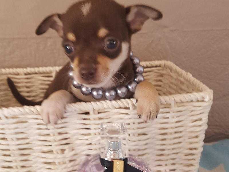 ULTRA TINY TEA CUP chocolate chihuahua dog puppy.