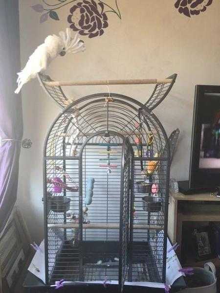 Umbrella Cockatoo, female, beautiful parrot, with cage, toys, food