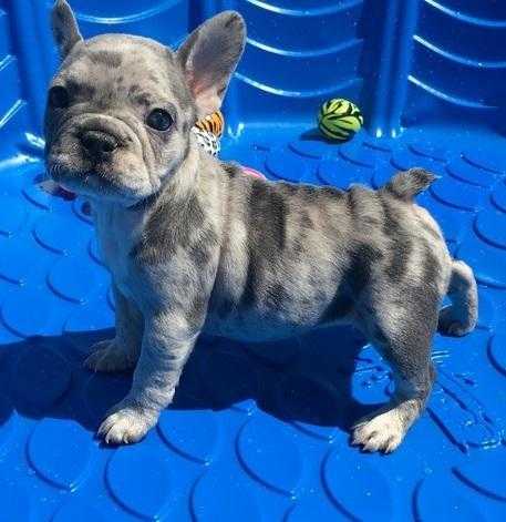 UNIC ABASE BAY  FRENCH BULLDOG PUPPIES  READY FOR THEIR FOREVER HOME WITH ALL THE HEALTH