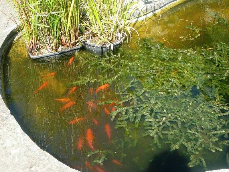 UP TO 50 VERY HEALTHY GOLDFISH, VARIOUS SIZES.