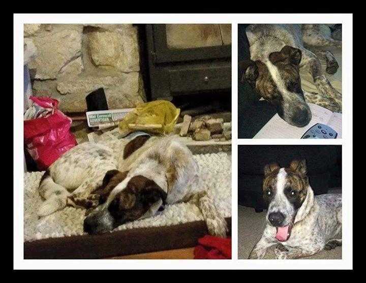URGENT FOSTER OR FOREVER HOME NEEDED FOR RALPHIE