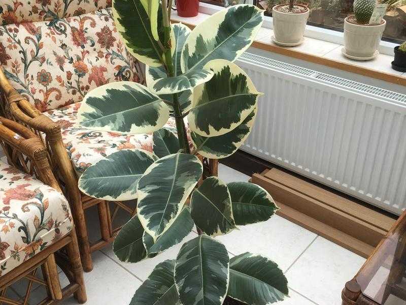 Variegated rubber plant