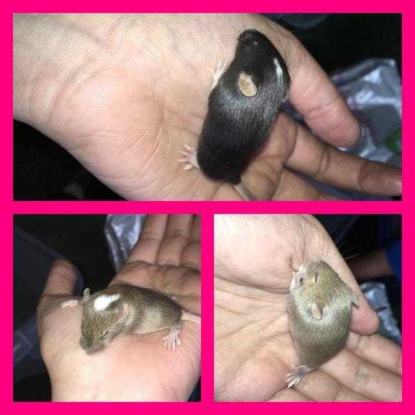 Various fancy mice for sale male and female