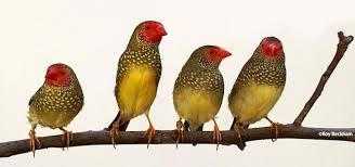 Various Finches