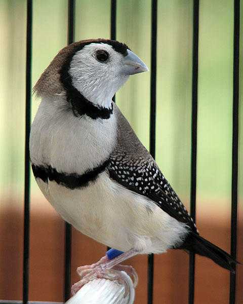 Various Finches for Sale