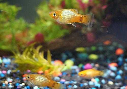 Various Livebearers for Sale  (Mollies  Platys)