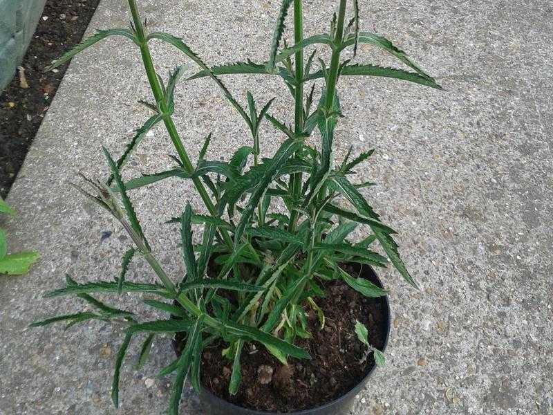 Verbena bonariensis plant for sale