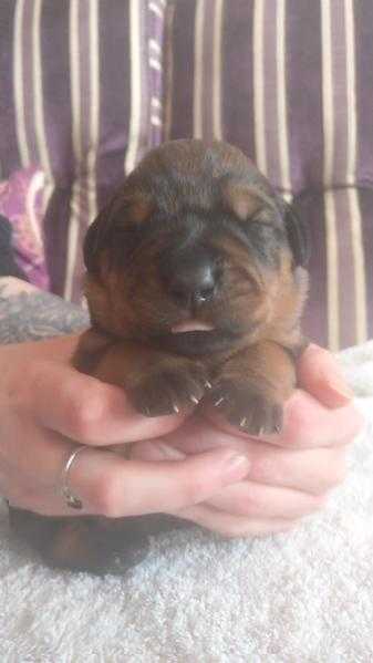 Very Chunky 34 Rottweiler 14 Mastiff Puppies for sale.