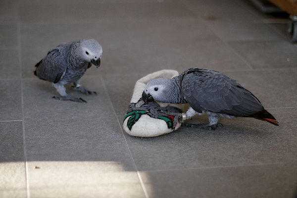 Very Cuddle Tamed African Greys - Hand reared