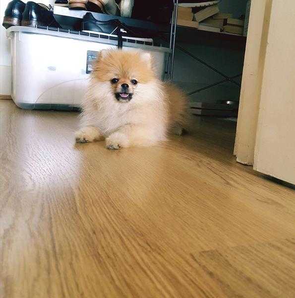 Very fluffy orange miamiyire Pomeranian female