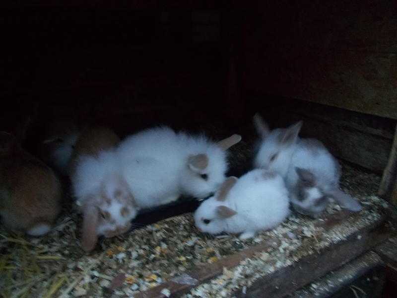 Very friendly Baby Bunnies Ready Now