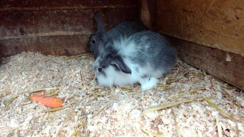 Very Friendly Baby Rabbits