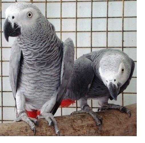 Very funny African grey parrots