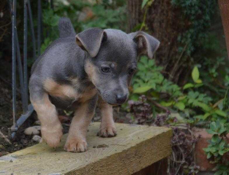 Very RARE BLUE PURE MINI JACK RUSSELL TERRIERS