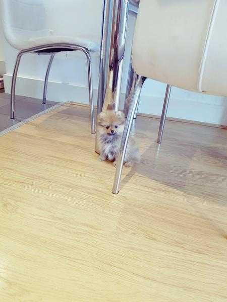 Very special cute XXS pocket size miniature Pomeranian girl