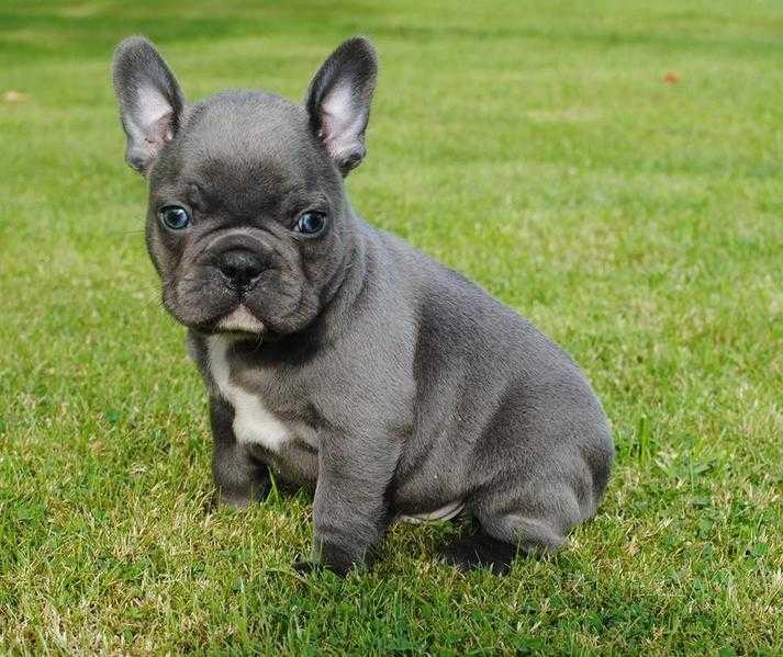 Very sweet an loving Gorgeous blue Frenchies pups ready for their new homes now