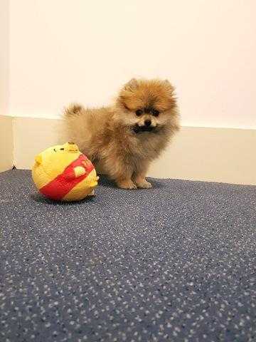 Very sweet and fluffy miniature Pomeranian boy