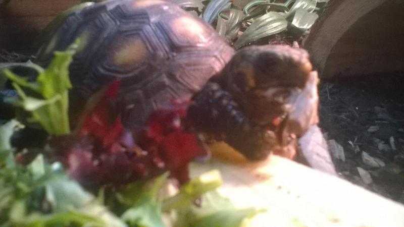 very tame and healthy red foot tortoise