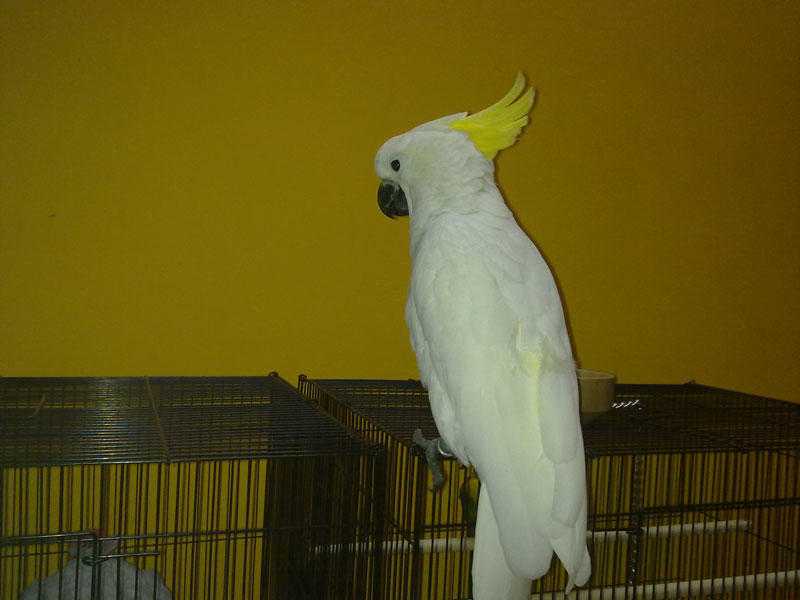 Very tamed amp affectionate Cockatoo for sale
