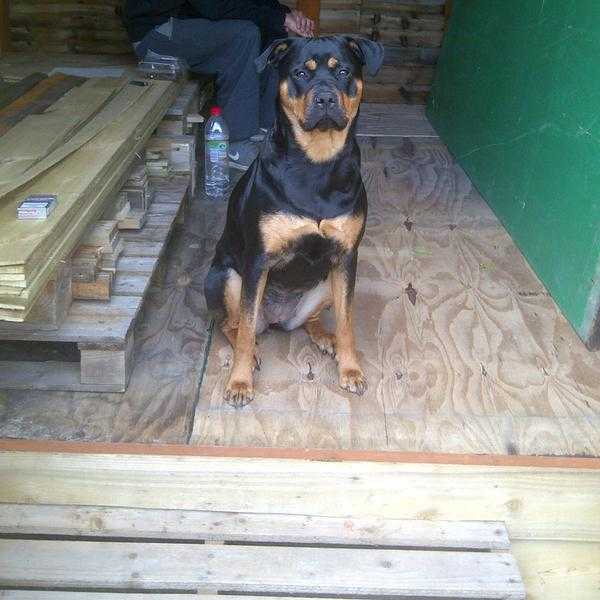 VERY URGENT Rehoming needed for 4 yr old Rottweiler