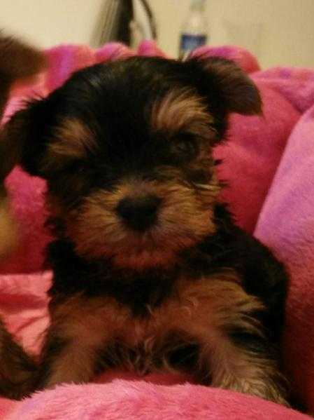Very well bred Yorkshire terrier pups